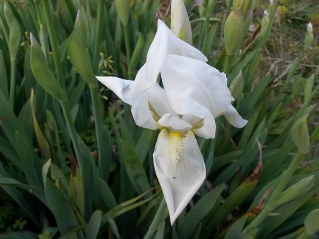 Iris x albicans